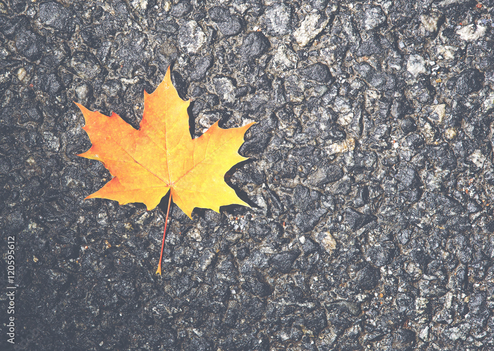 A single maple leaf with autumn colors in it. The leaf is fallen on an asphalt road. Image has a vintage effect. A single maple leaf with autumn colors in it. The leaf is fallen on an asphalt road. Image has a vintage effect.