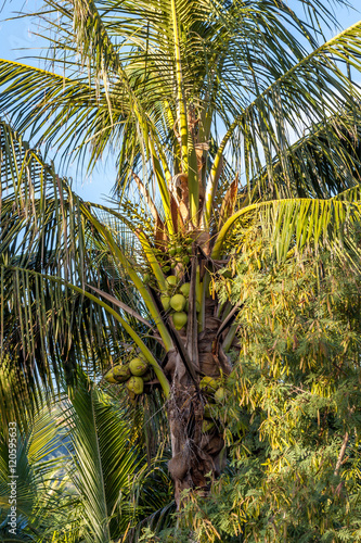 Cocotier Cocotier de la Réunion