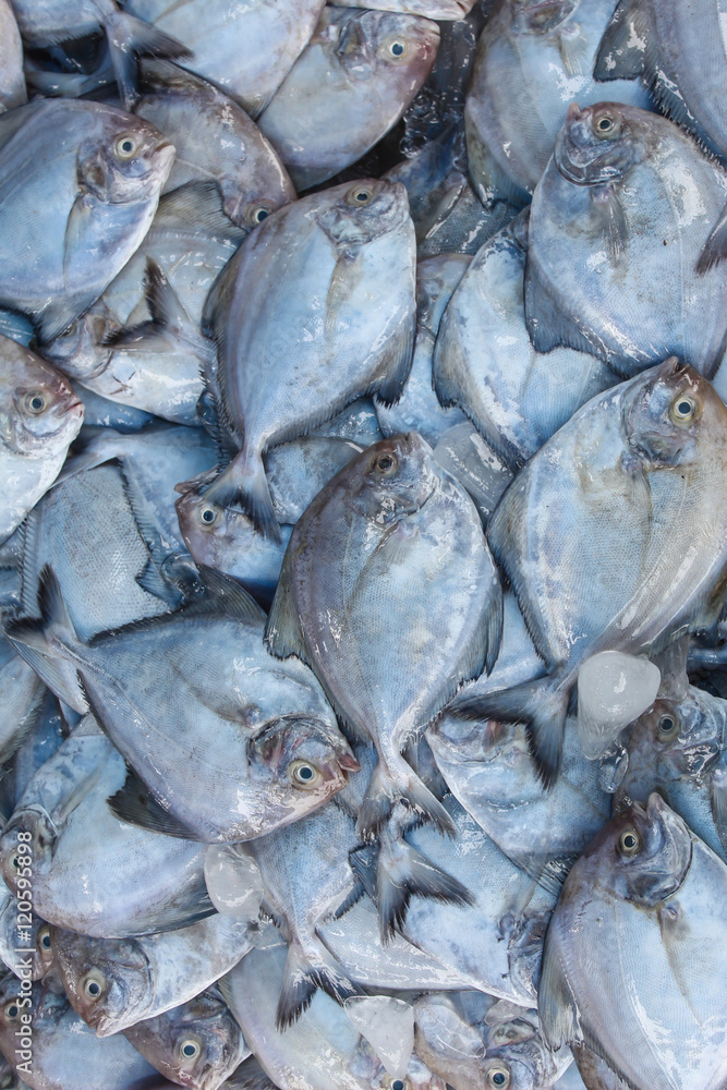 pompano fish for sale in market