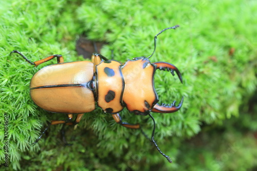 Homoderus mellyi stag beetle in Africa

 photo