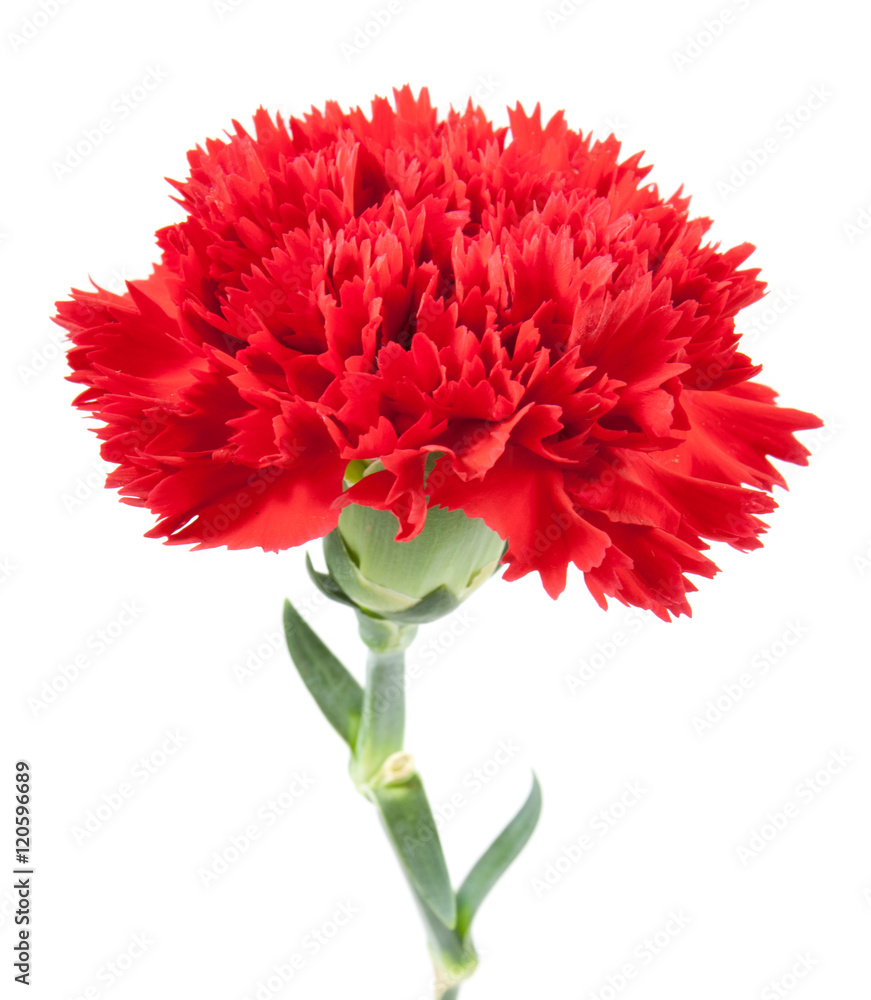 on top red carnations flower isolated