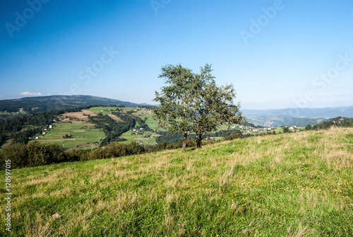 mountain meadow with isolated tree, Tyniok hill on the background and clear sky on Ochodzita hill in Beskid Slaski mountains above Koniakow village