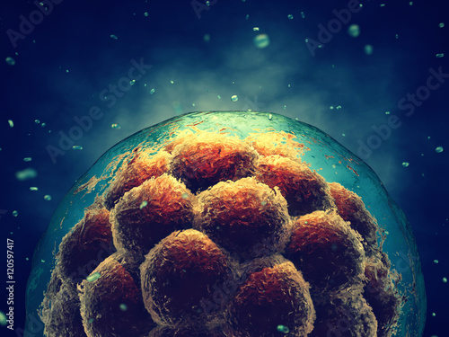 Konstfotografi Early stage embryo , Stem cell research , Morula