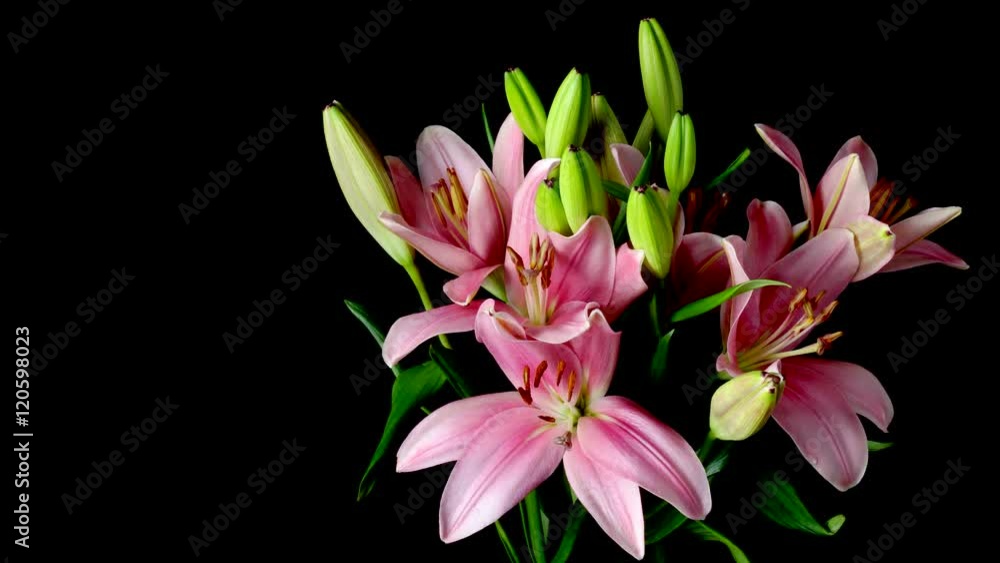 Time-lapse of pink Asiatic lily flowers blooming. Studio shot over black. Time-lapse of pink Asiatic lily flowers blooming. Studio shot over black.