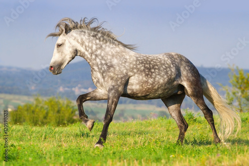 Grey andalusian stallion run on pasture against blue hillls