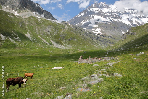 Vue de la Grande Casse depuis le Refuge du Plan-du-Lac, parc national de la Vanoise, Savoie, France