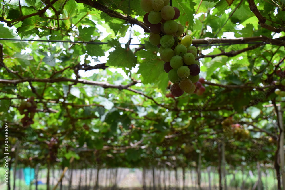 Fresh bunch grapes with green leaves hanging on the vineyard Fresh bunch grapes with green leaves hanging on the vineyard