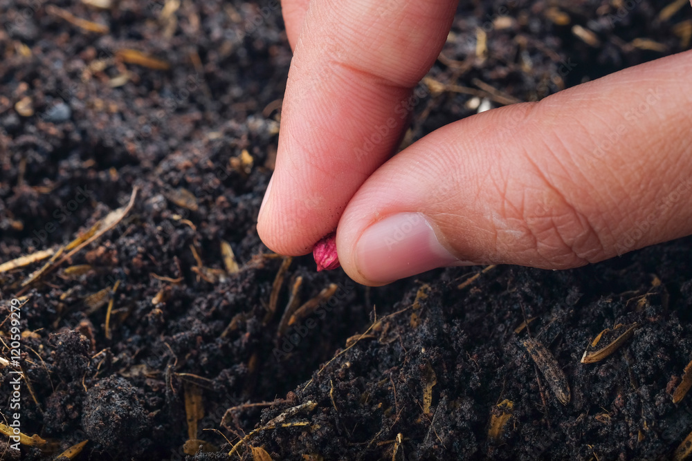 Farmer hand planting seed in soil Farmer hand planting seed in soil
