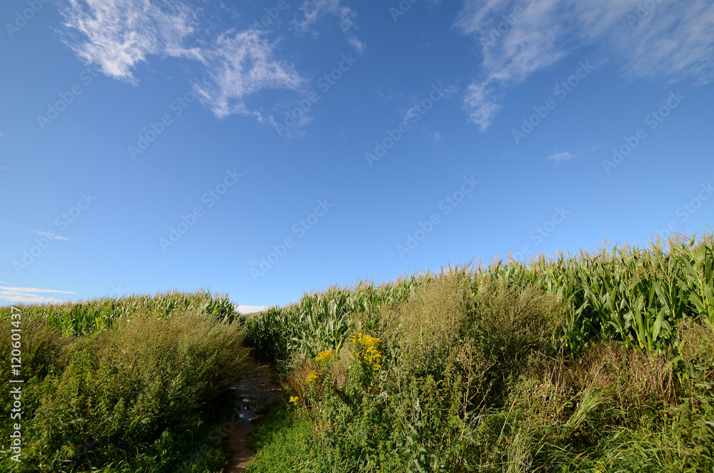 Corn field