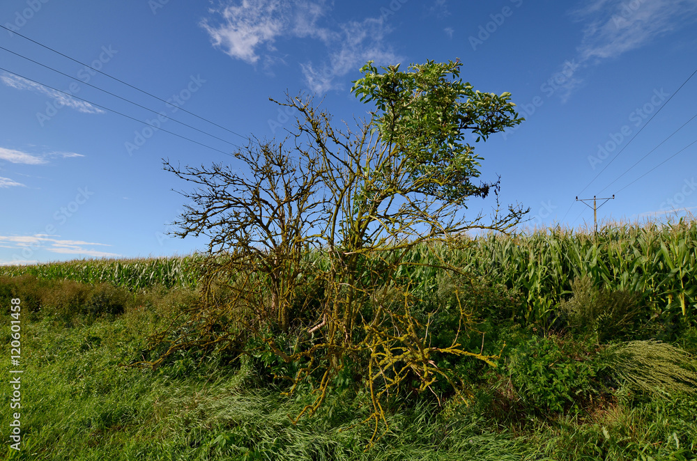 Corn field