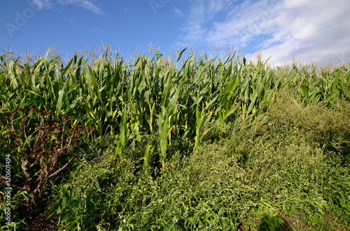Obraz na płótnie Corn field w salonie