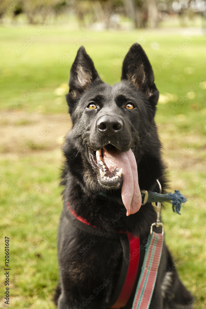 Black German Shepherd Dog Outdoors Portrait