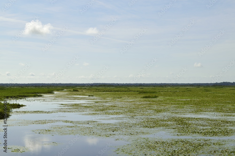 Fototapeta premium Wetlands under a cloudy sky in Florida.