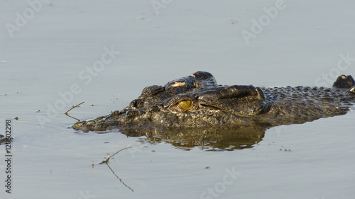 Saltwater Crocodile, Yellow River, Australia