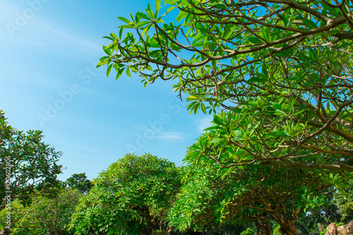 Summer sky and trees