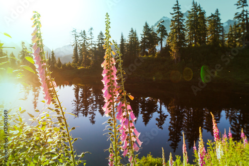 Fototapeta Naklejka Na Ścianę i Meble -  Picture lake
