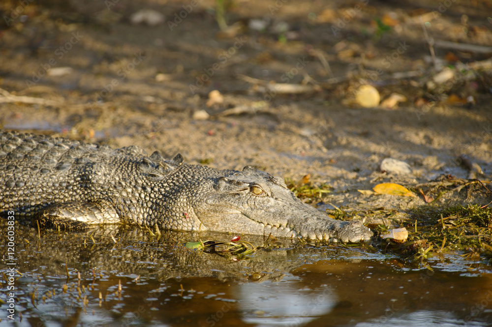 Saltwater Crocodile, Yellow River, Australia Saltwater Crocodile, Yellow River, Australia