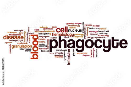 Phagocyte word cloud