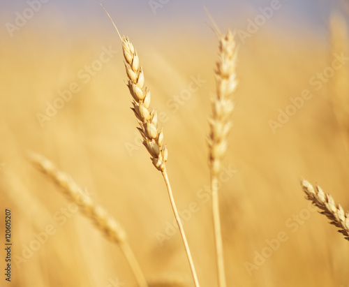 golden wheat ear