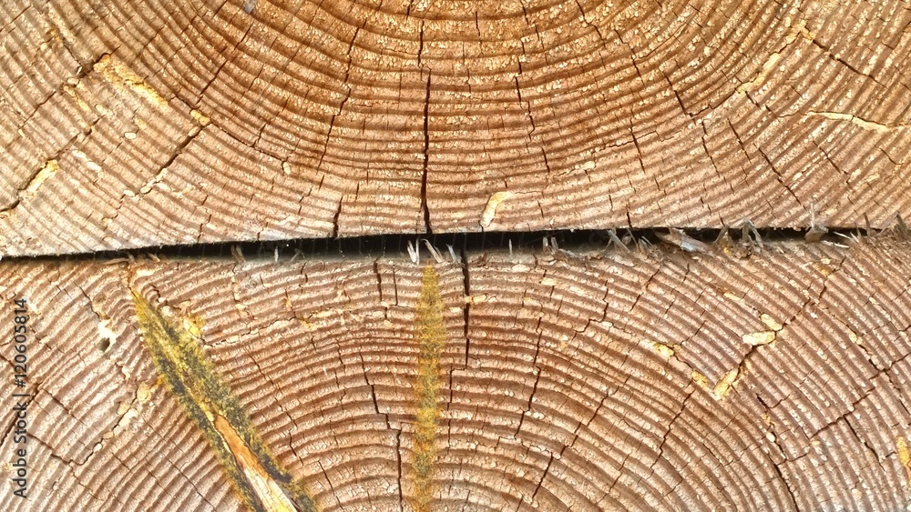 Fototapeta premium срез дерева крупным планом 