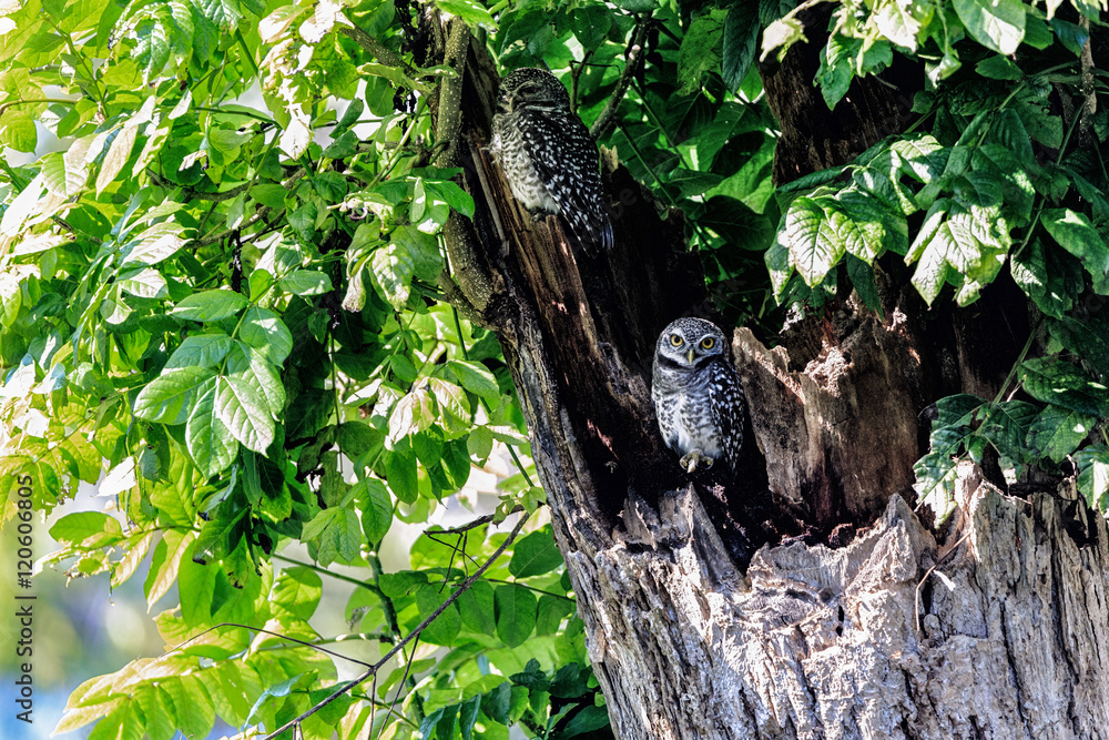 Spotted owlet Spotted owlet