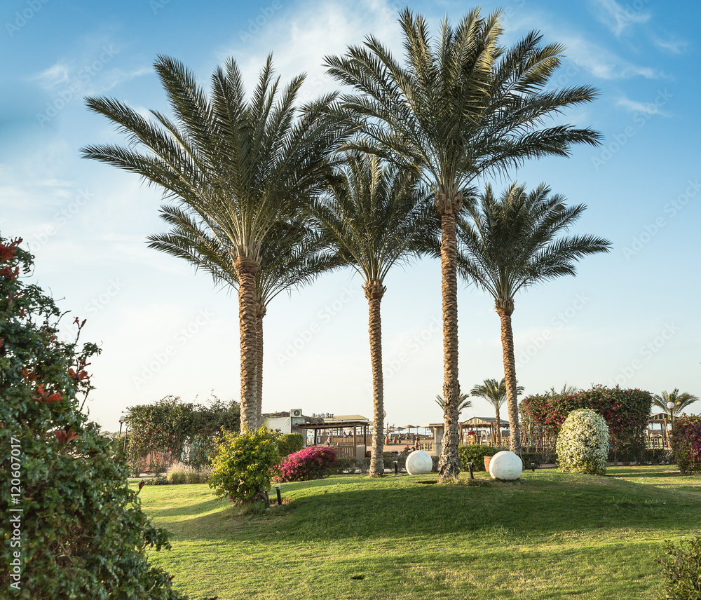 Green palm trees