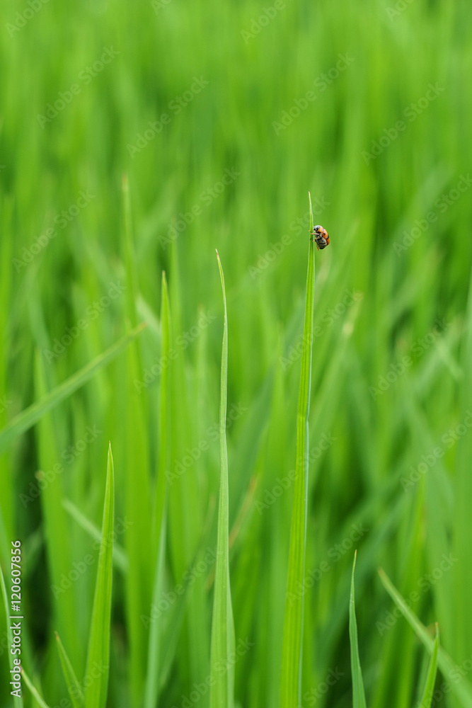 Naklejka premium Ladybug in green rice field .