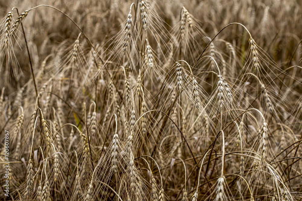 Fototapeta premium Spikelets of wheat in the sunlight. Yellow field