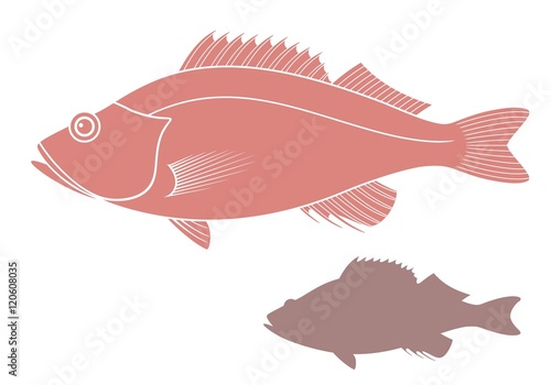 Ocean perch 