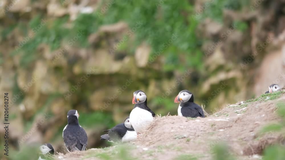 Puffins on Skomer Island, Pembrokeshire, Wales Puffins on Skomer Island, Pembrokeshire, Wales