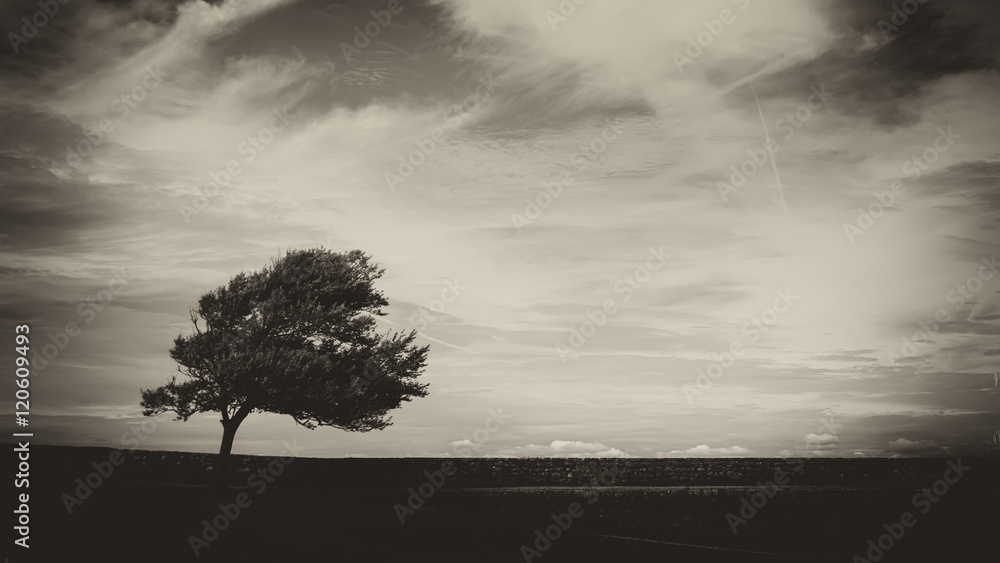 The lonely tree - obrazy, fototapety, plakaty 