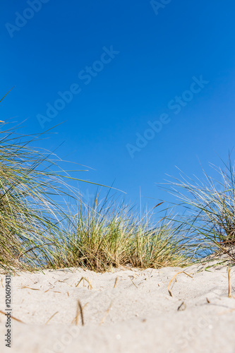 Dünengrass am Sandstrand photo