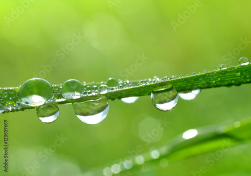 Fresh green grass with water drops closeup. Nature Background