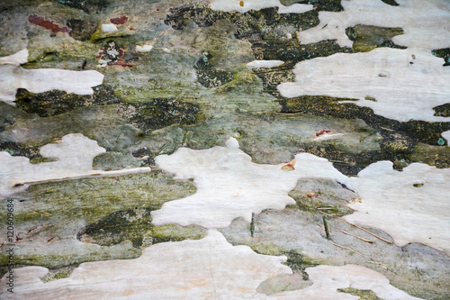 background, texture, abstraction green and gray bark of sycamore