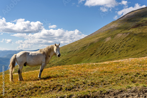 mountain horse pasture highlands