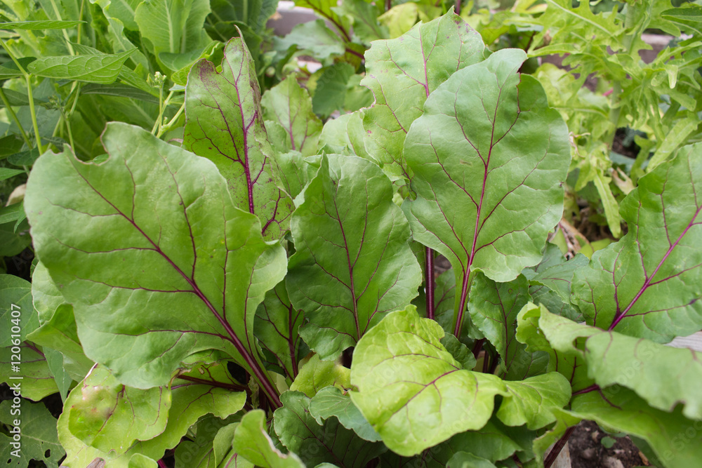 Fototapeta premium Early wonder beets in the garden