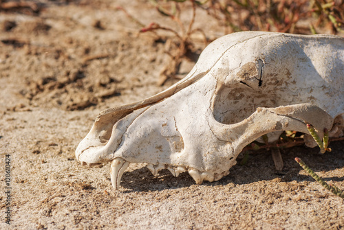Dog skull in grass © jukovskyy
