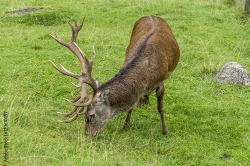 Fototapeta Naklejka Na Ścianę i Meble -  Rothirsch beim Äsen auf einer Wiese