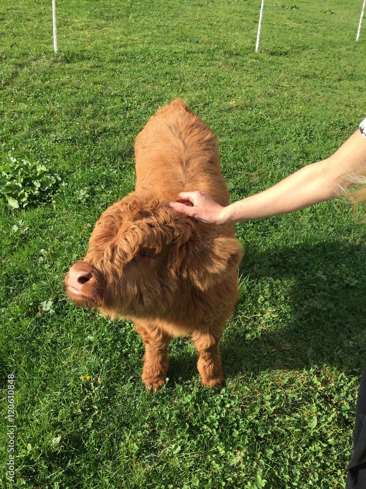 Fototapeta premium mucche vacche pelo lungo muso mucca vitellino vitello pelo corna allevamento 