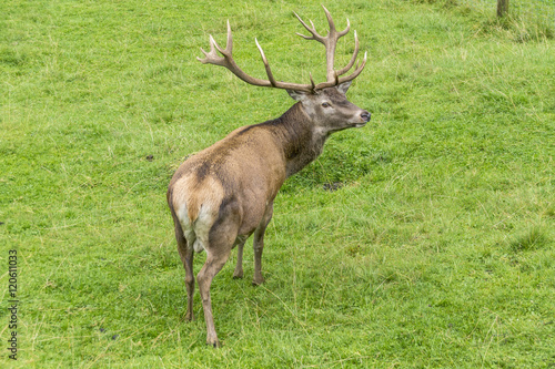 Rothirsch auf einer Wiese