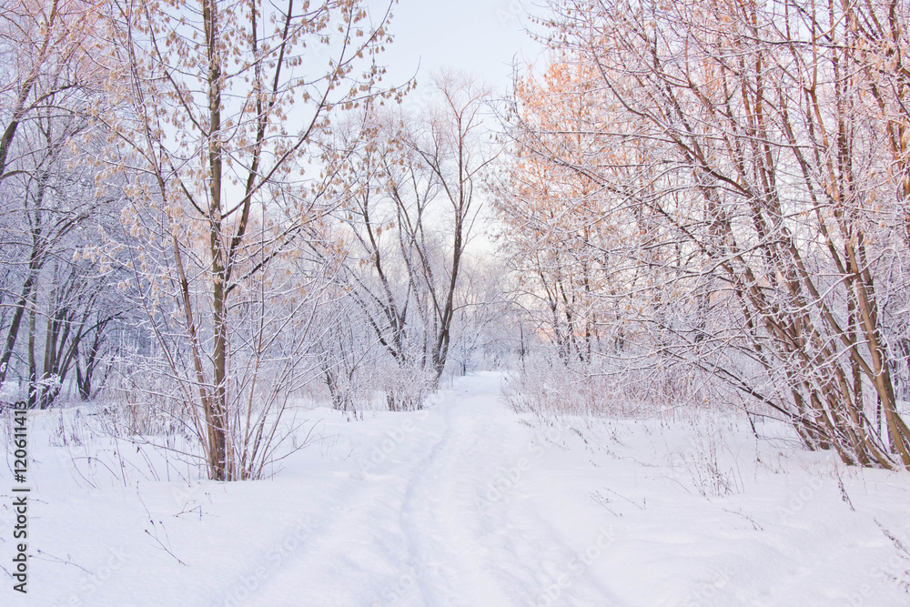 snowy path through the trees in park