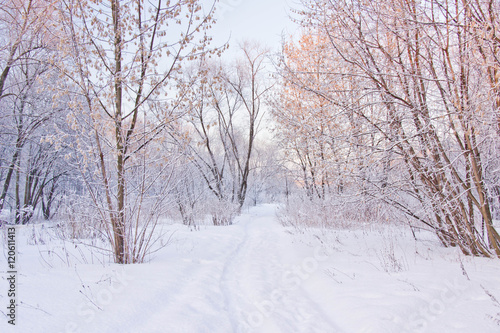 snowy path through the trees in park © mskphotolife
