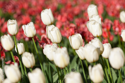 Meadow of red and white tulips  photo