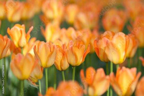Meadow of orange tulips 
