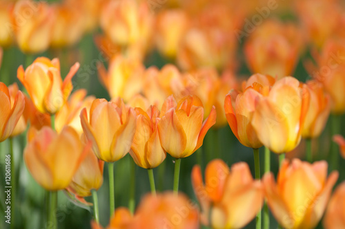 Meadow of orange tulips  photo