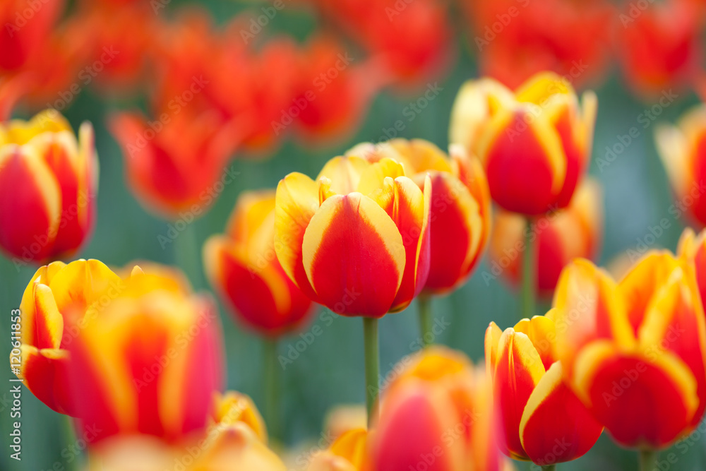 Fototapeta premium Red-yellow tulips