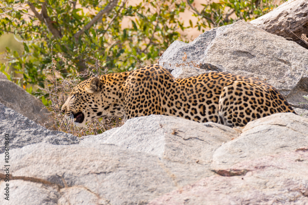 Obraz premium Duży Leopard w pozycji bojowej gotowy na zasadzkę między skałami a krzakami. Park Narodowy Krugera, Republika Południowej Afryki. Ścieśniać.