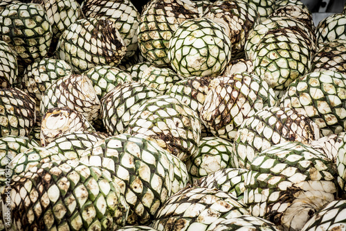 Detail of heads of blue agave. plant for the production of tequi