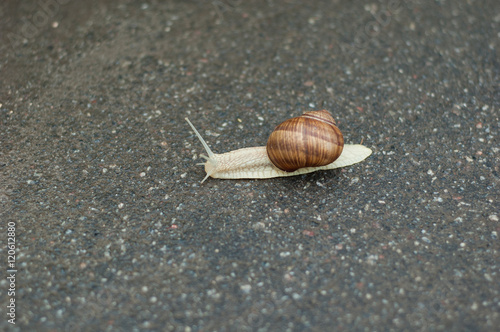 Snail on asphalt
