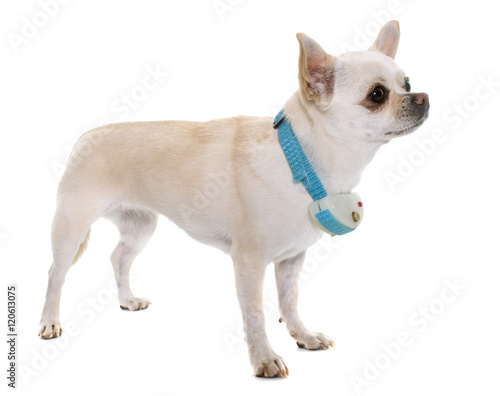chihuahua and shock collar
